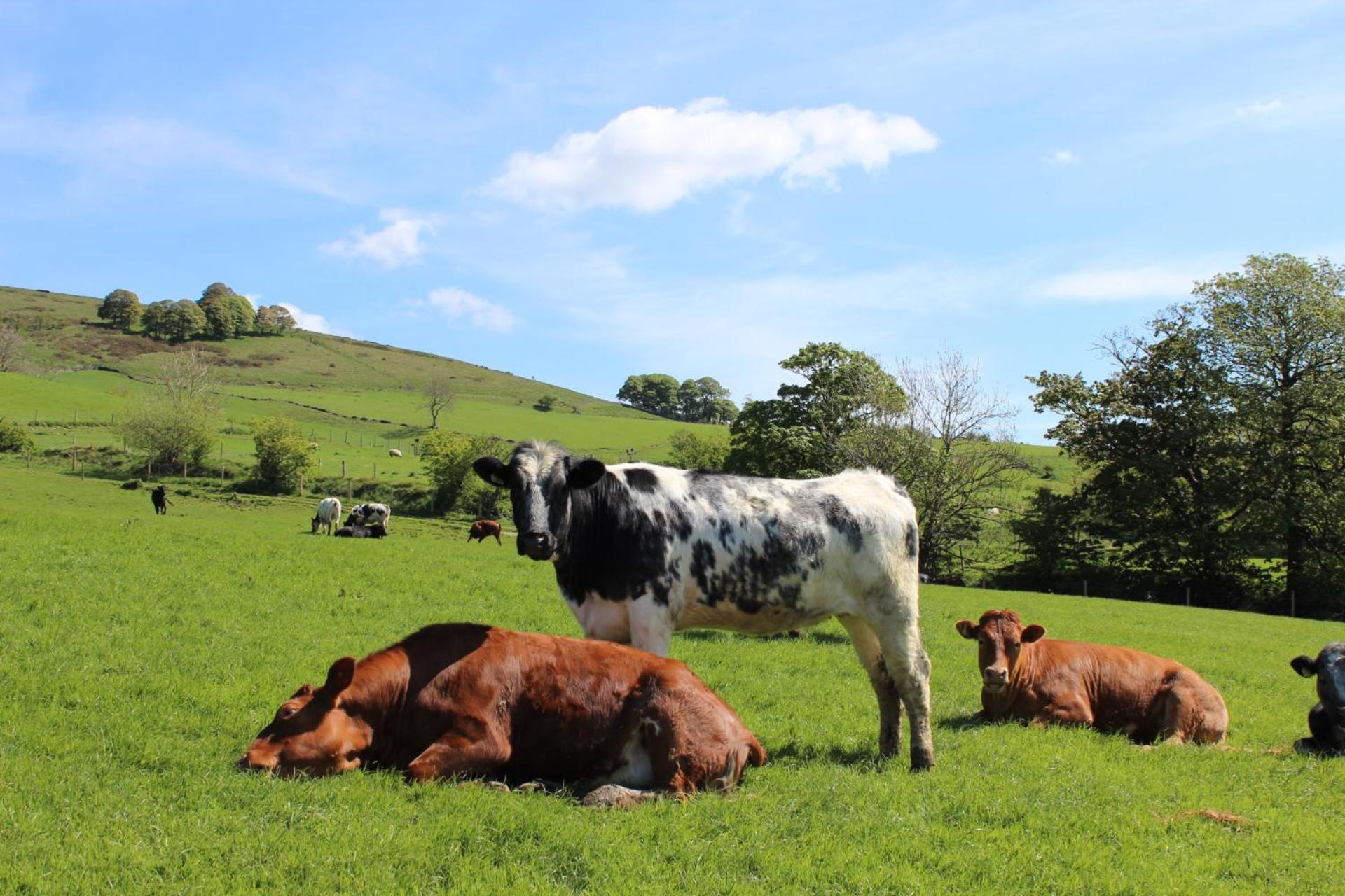 Riding House Farm Cottages คาสเซิลตัน ภายนอก รูปภาพ