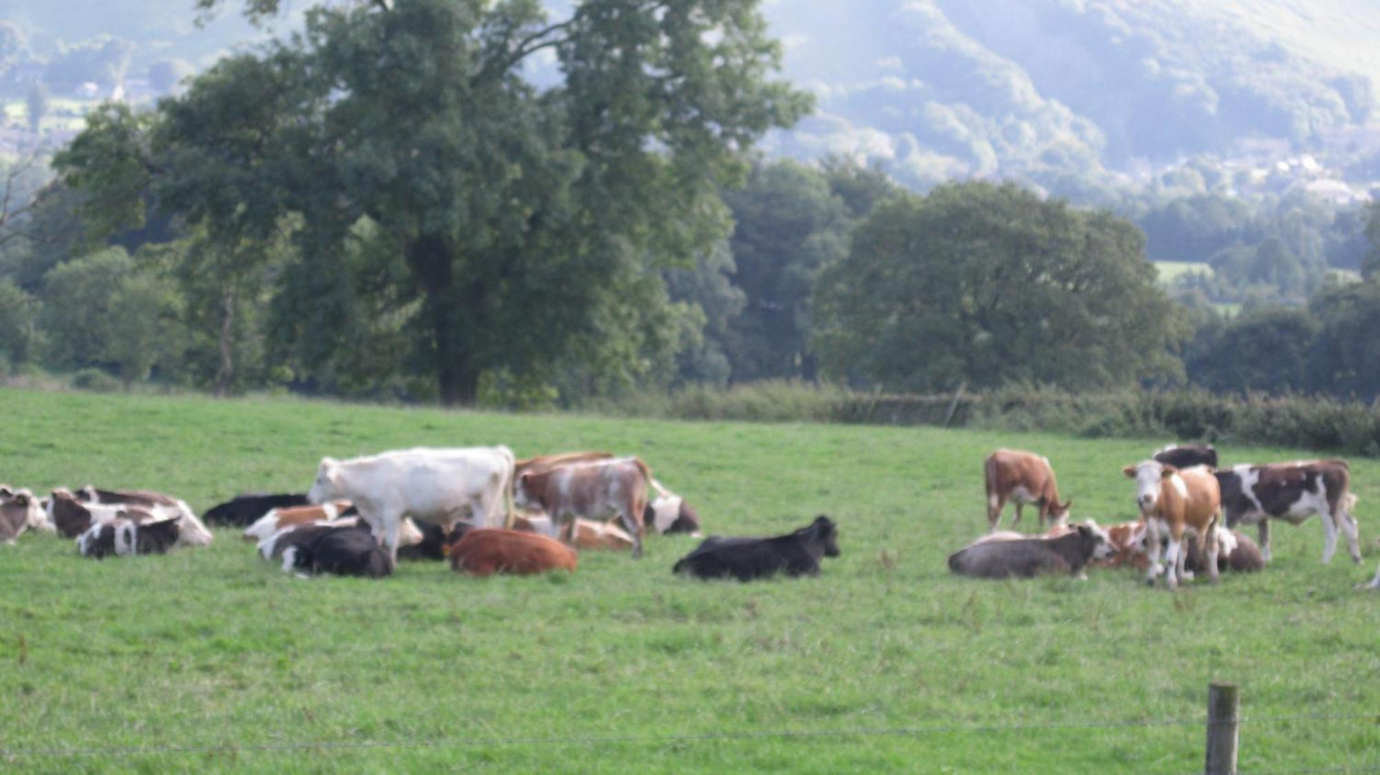 Riding House Farm Cottages คาสเซิลตัน ภายนอก รูปภาพ
